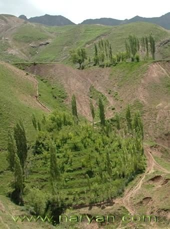 sadaf (611).jpg